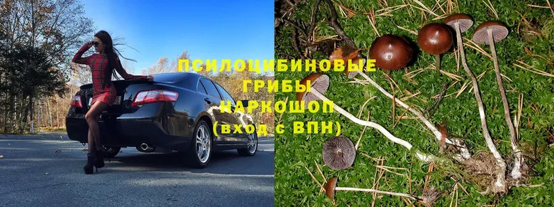 что такое наркотик  Лянтор  Галлюциногенные грибы Psilocybe 